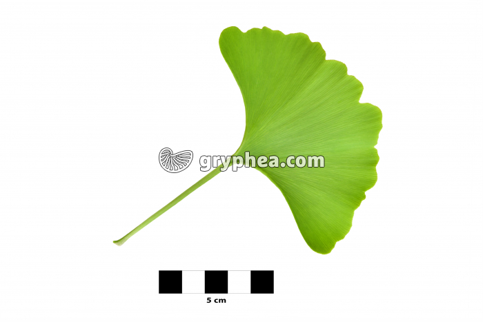 Ginkgo - Feuille sur fond blanc (Ginkgo biloba) - gryphea.org